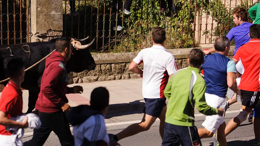 Segundo día de Soga en Lodosa, con la suelta de un toro ensogado de El Pincha. MIGUEL OSÉS (8)