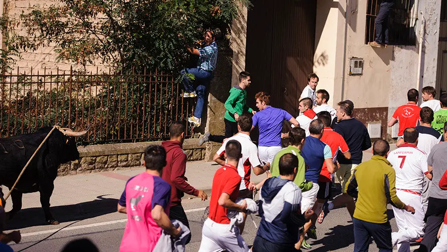Segundo día de Soga en Lodosa, con la suelta de un toro ensogado de El Pincha. MIGUEL OSÉS (9)