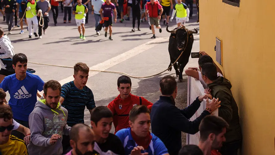 Segundo día de Soga en Lodosa, con la suelta de un toro ensogado de El Pincha. MIGUEL OSÉS (17)