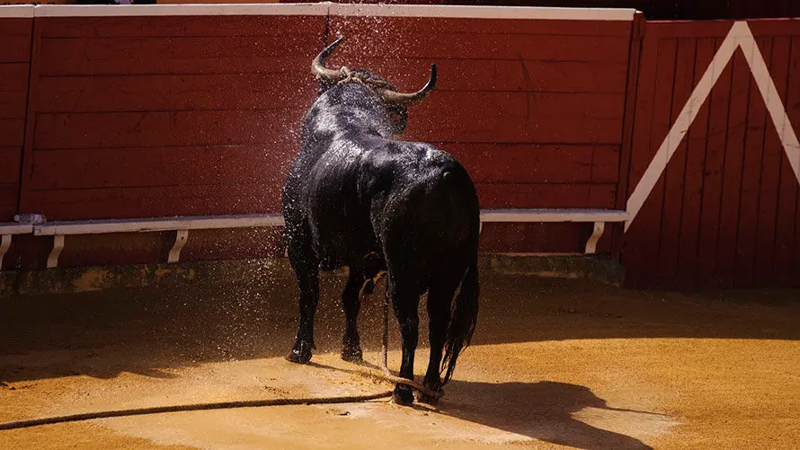 Segundo día de Soga en Lodosa, con la suelta de un toro ensogado de El Pincha. MIGUEL OSÉS (21)