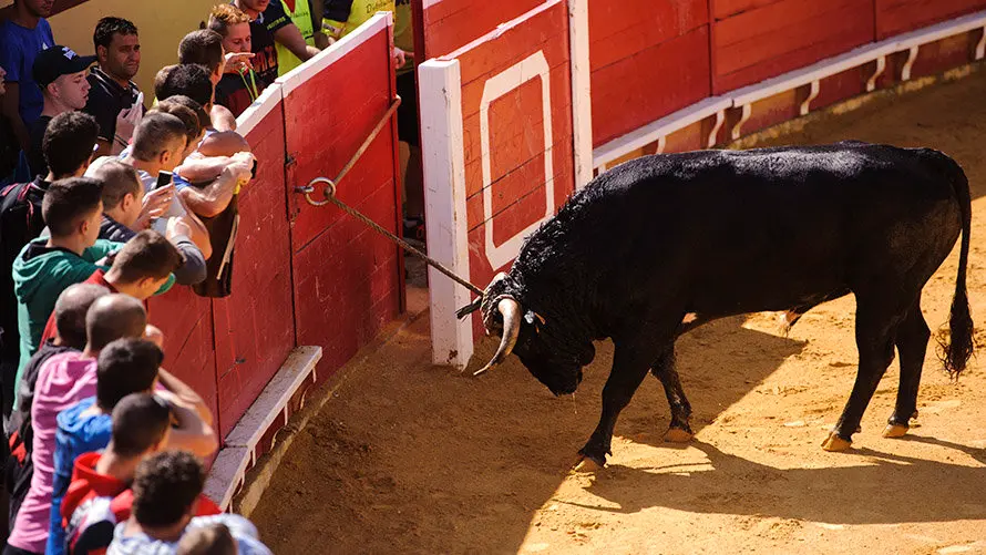 Segundo día de Soga en Lodosa, con la suelta de un toro ensogado de El Pincha. MIGUEL OSÉS (22)