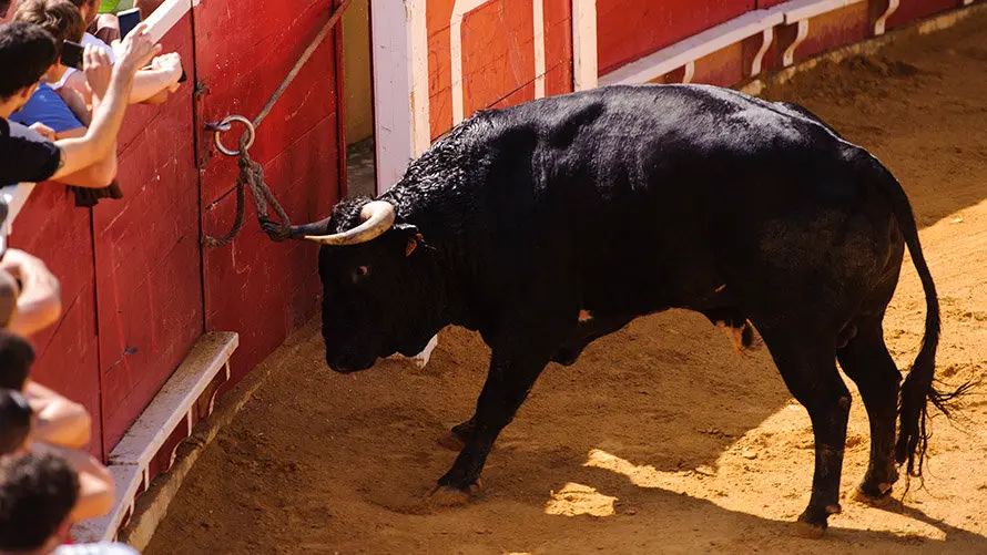 Segundo día de Soga en Lodosa, con la suelta de un toro ensogado de El Pincha. MIGUEL OSÉS (23)