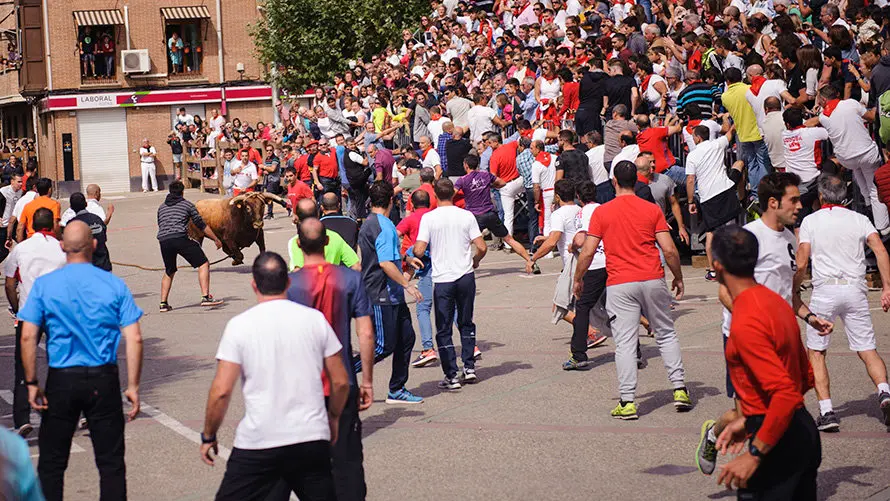 El inagotable toro ensogado de Eulogio Mateo recorre las calles de Lodosa en el Domingo de las Angustias. MIGUEL OSÉS (5)