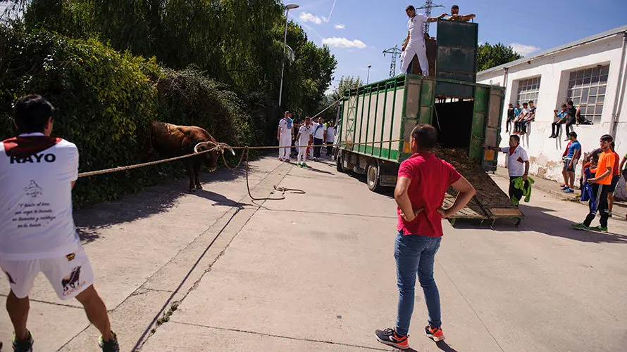 El inagotable toro ensogado de Eulogio Mateo recorre las calles de Lodosa en el Domingo de las Angustias. MIGUEL OSÉS (13)
