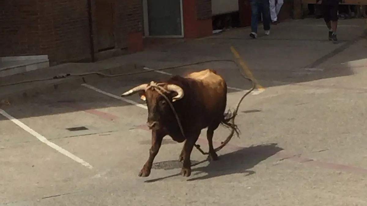 Toro ensogado de la ganadería de Eulogio Mateo en el domingo de las Angustias, en Lodosa. FOTOS CEDIDAS (2)