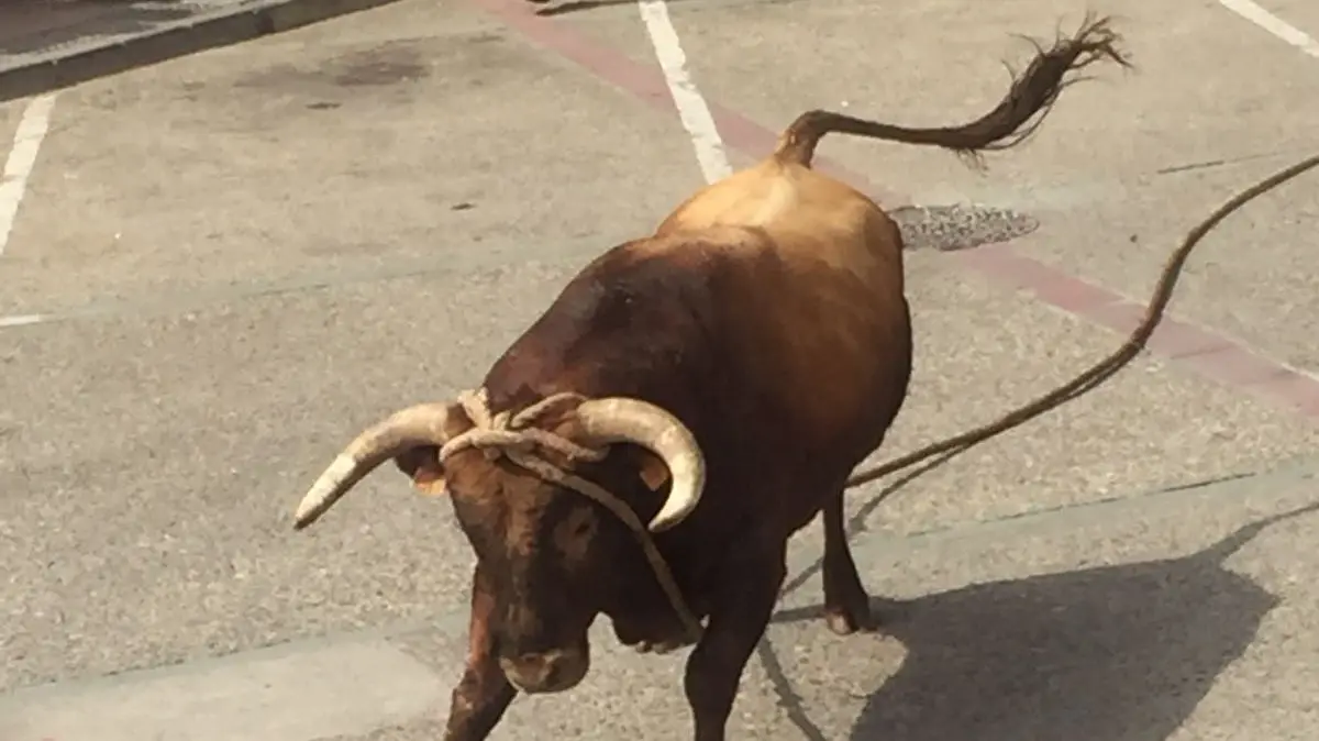 Toro ensogado de la ganadería de Eulogio Mateo en el domingo de las Angustias, en Lodosa. FOTOS CEDIDAS (3)