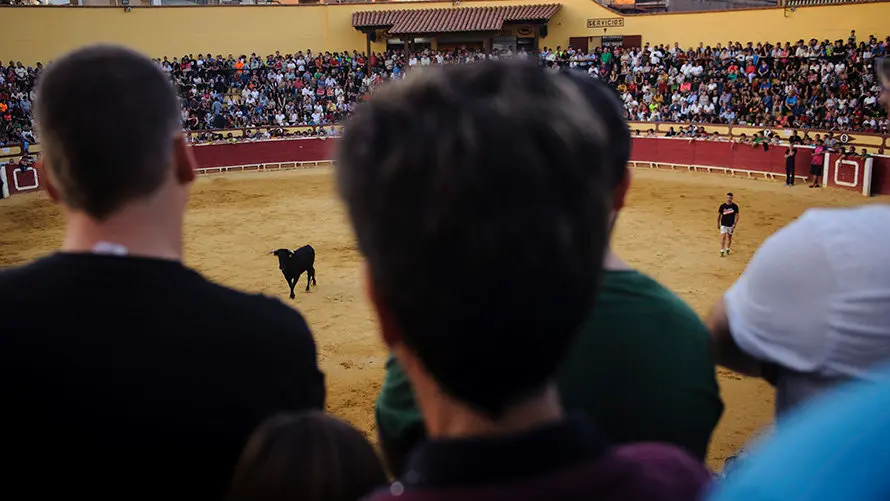 Último día del toro con soga 2017 en Lodosa con el hierro de Pincha. MIGUEL OSÉS (20)