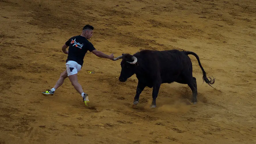 Último día del toro con soga 2017 en Lodosa con el hierro de Pincha. MIGUEL OSÉS (3)