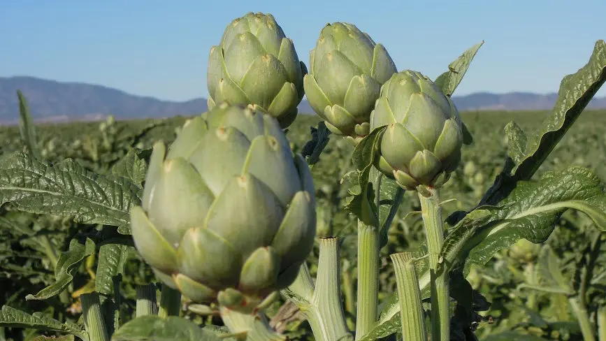 Imagen de una huerta navarra con alcachofas listas para ser recolectadas en el campo CEDIDA