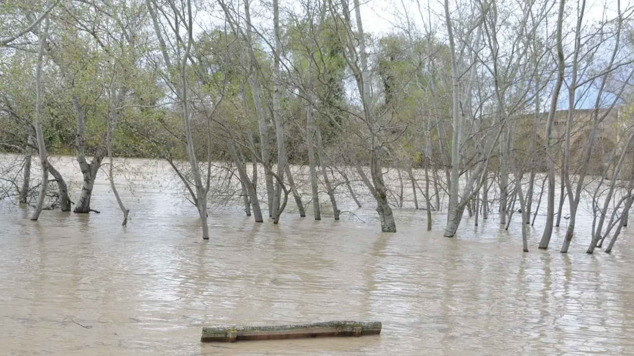 El río Aragón a su paso por Caparroso AMAYA LUQUI (10)