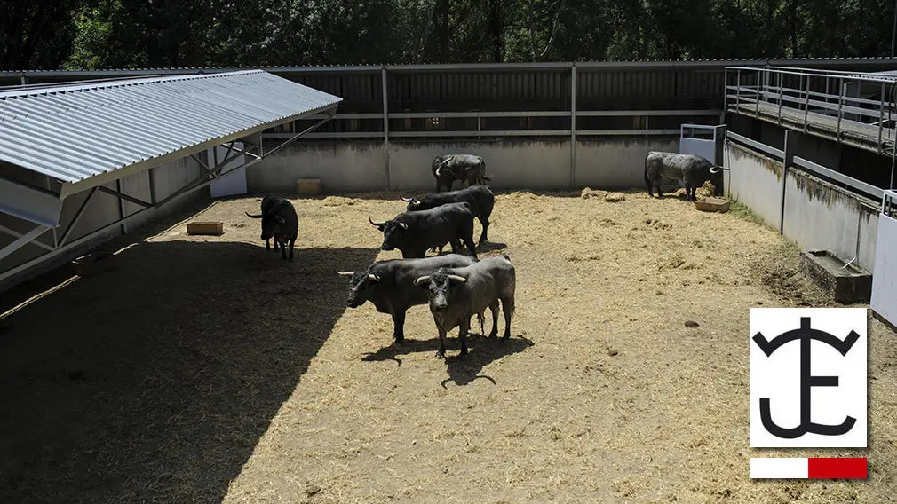 Toros de la ganadería José Escolar que serán corridos y lidiados el día 8 de Julio. MIGUEL OSÉS