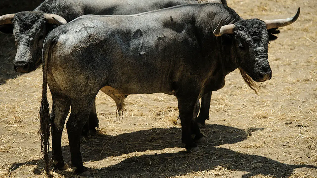 Toros de la ganadería José Escolar (nº24) que serán corridos y lidiados el día 8 de Julio. MIGUEL OSÉS2