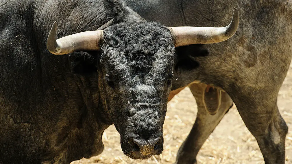 Toros de la ganadería José Escolar (nº24) que serán corridos y lidiados el día 8 de Julio. MIGUEL OSÉS3