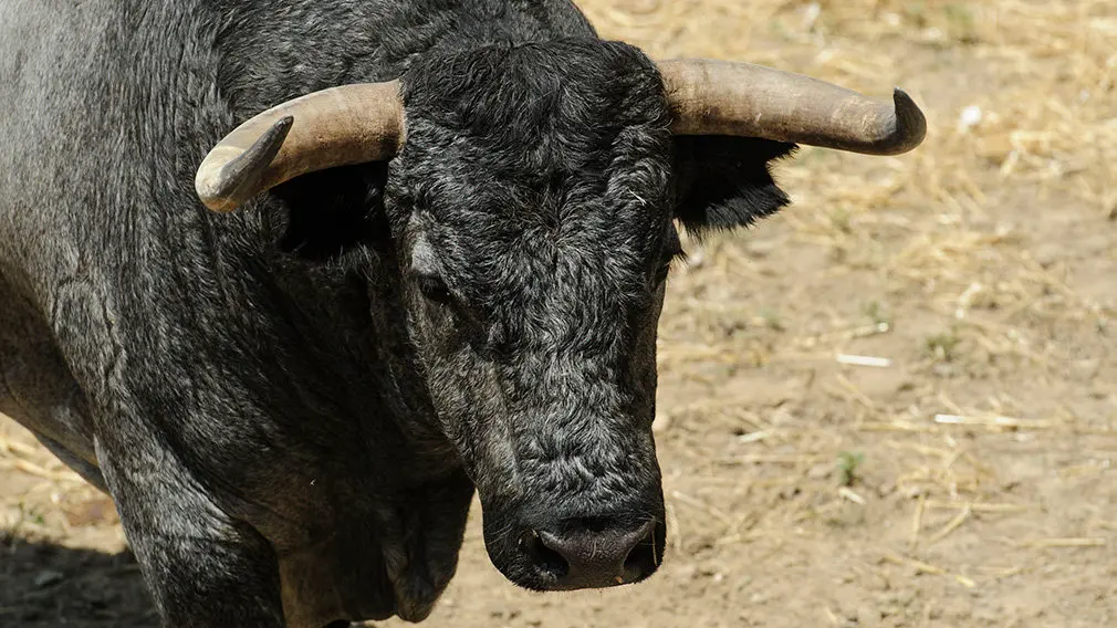 Toros de la ganadería José Escolar (nº29) que serán corridos y lidiados el día 8 de Julio. MIGUEL OSÉS