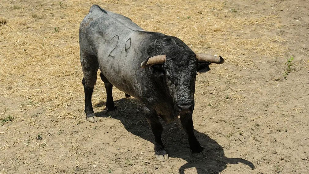 Toros de la ganadería José Escolar (nº29) que serán corridos y lidiados el día 8 de Julio. MIGUEL OSÉS1