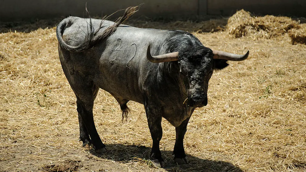 Toros de la ganadería José Escolar (nº32) que serán corridos y lidiados el día 8 de Julio. MIGUEL OSÉS6