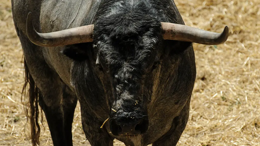 Toros de la ganadería José Escolar (nº32) que serán corridos y lidiados el día 8 de Julio. MIGUEL OSÉS7