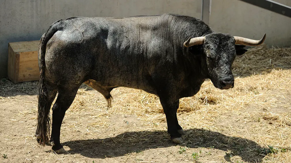 Toros de la ganadería José Escolar (nº36) que serán corridos y lidiados el día 8 de Julio. MIGUEL OSÉS6