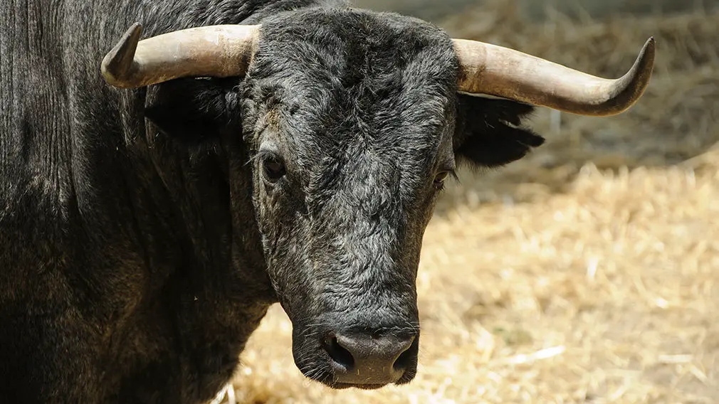 Toros de la ganadería José Escolar (nº36) que serán corridos y lidiados el día 8 de Julio. MIGUEL OSÉS7