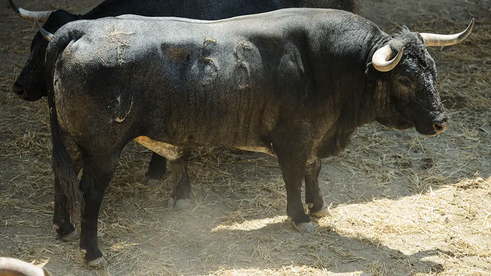 Toros de la ganadería José Escolar (nº55) que serán corridos y lidiados el día 8 de Julio. MIGUEL OSÉS4