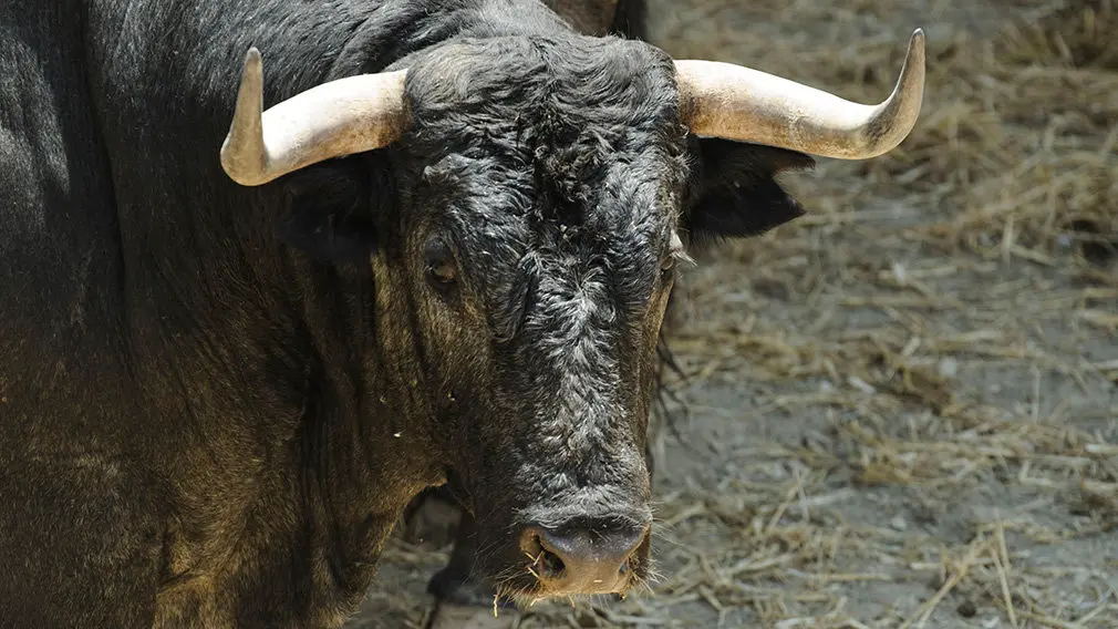 Toros de la ganadería José Escolar (nº55) que serán corridos y lidiados el día 8 de Julio. MIGUEL OSÉS5