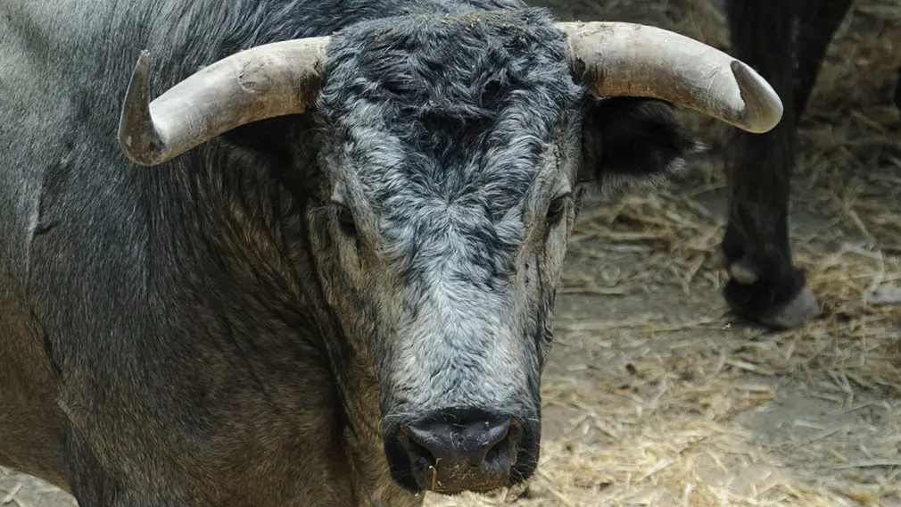 Toros de la ganadería José Escolar (nº64) que serán corridos y lidiados el día 8 de Julio. MIGUEL OSÉS6