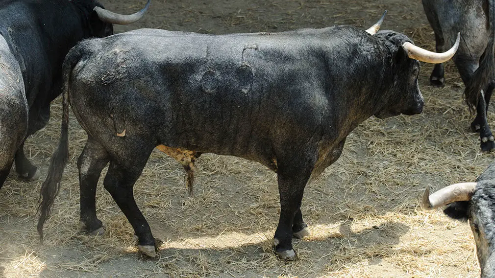 Toros de la ganadería José Escolar (nº65) que serán corridos y lidiados el día 8 de Julio. MIGUEL OSÉS6