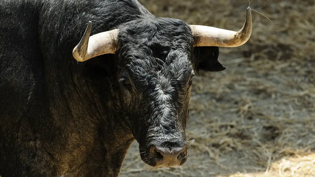 Toros de la ganadería José Escolar (nº65) que serán corridos y lidiados el día 8 de Julio. MIGUEL OSÉS7