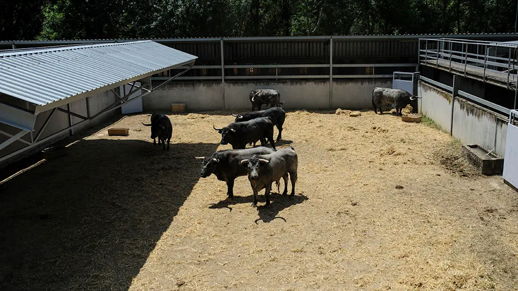 Toros de la ganadería José Escolar que serán corridos y lidiados el día 8 de Julio. MIGUEL OSÉS