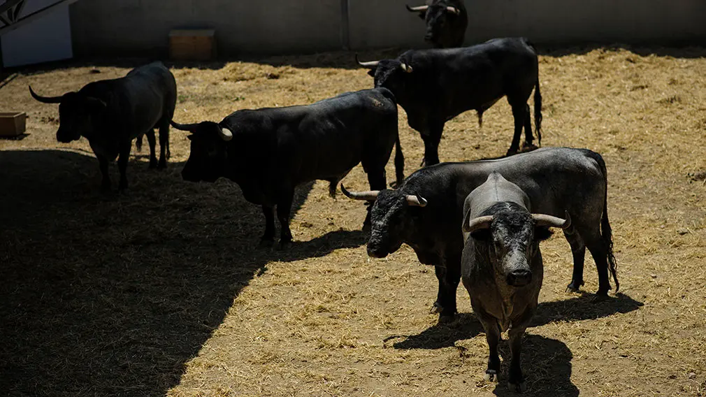 Toros de la ganadería José Escolar que serán corridos y lidiados el día 8 de Julio. MIGUEL OSÉS1