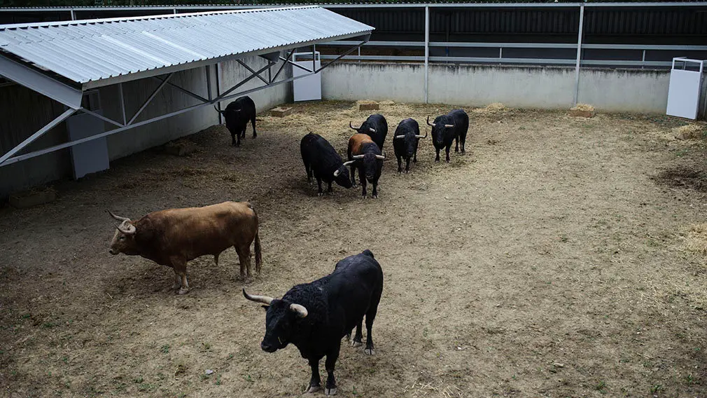 Toros de la ganaderia de Fuente Ymbro en los Corrales del Gas de Pamplona. MIGUEL OSÉS