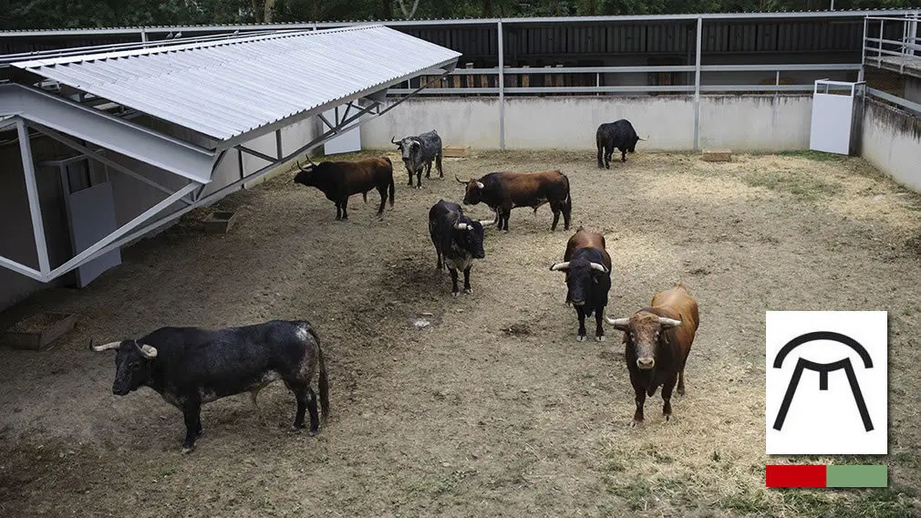 Toros de la ganadería de Cebada Gago en los corrales del Gas. MIGUEL OSÉS
