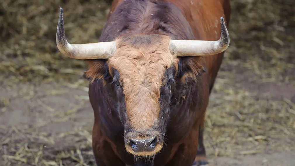 El Toro 'Decano' (nº 19) de la ganadería de Jandilla y de 500 kilos de peso en los corrales del Gas de Pamplona. MIGUEL OSÉS (2)