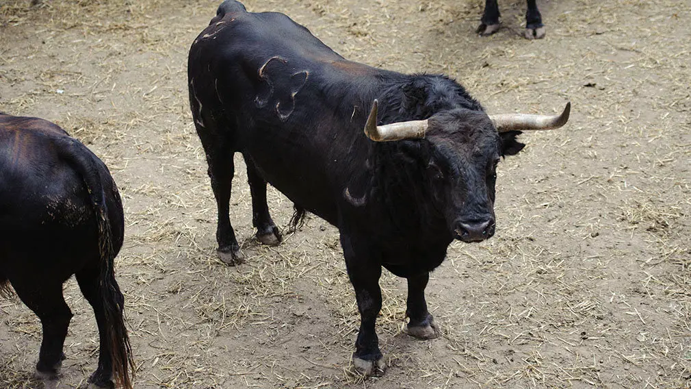 El Toro 'Impositor' (nº 53) de la ganadería de Jandilla y de 565 kilos de peso en los corrales del Gas de Pamplona. MIGUEL OSÉS (1)