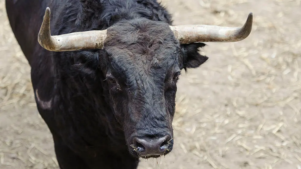 El Toro 'Impositor' (nº 53) de la ganadería de Jandilla y de 565 kilos de peso en los corrales del Gas de Pamplona. MIGUEL OSÉS (2)