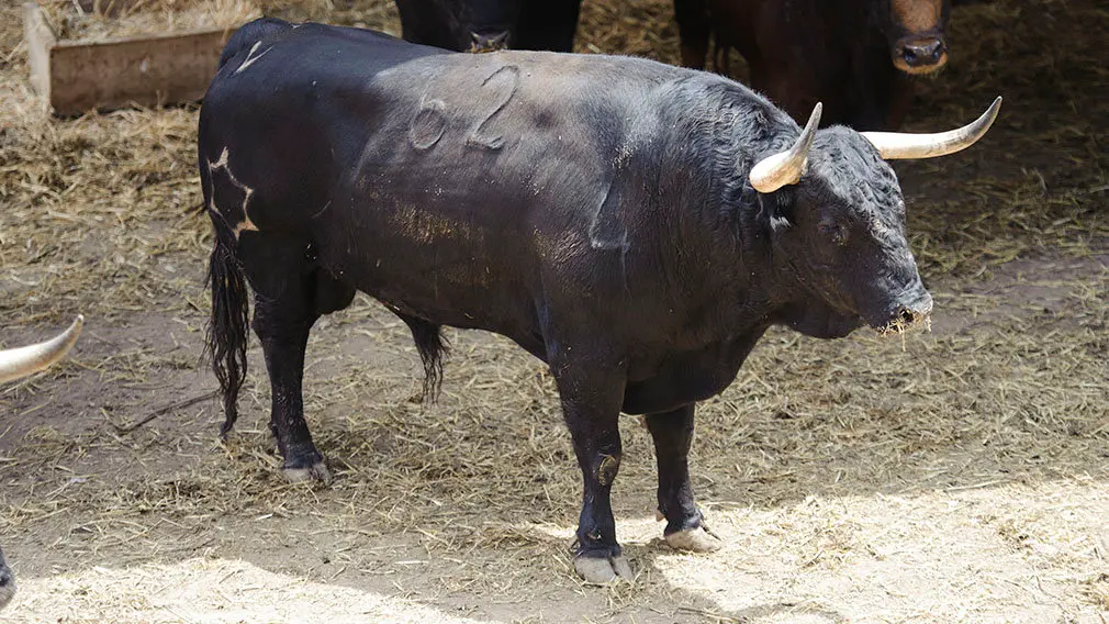 El Toro 'Incauto' (nº 62) de la ganadería de Jandilla y de 505 kilos de peso en los corrales del Gas de Pamplona. MIGUEL OSÉS (1)