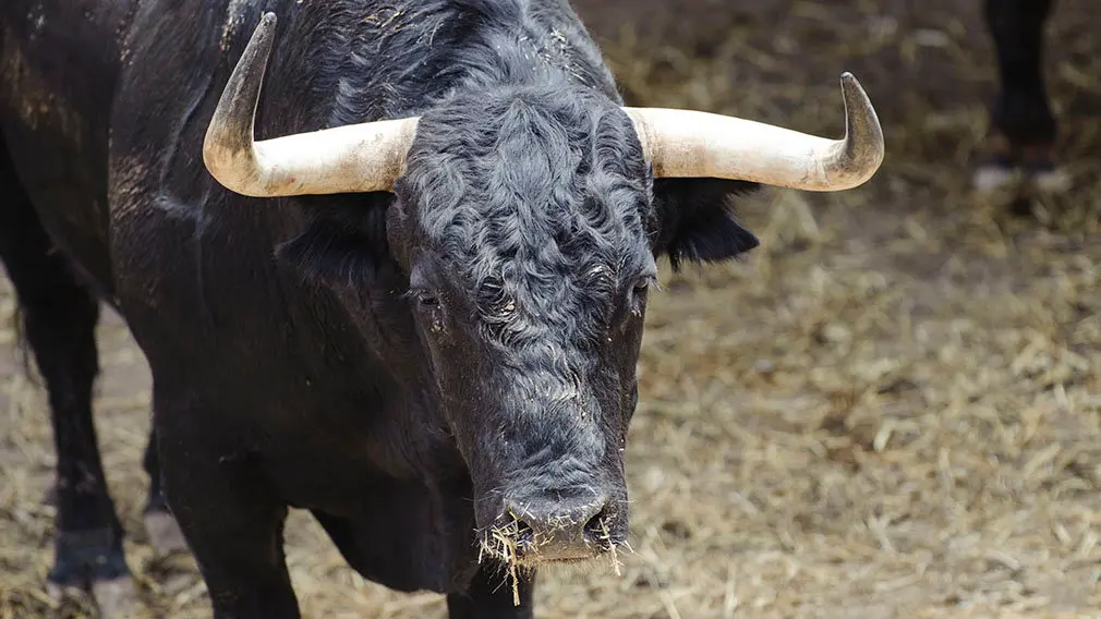 El Toro 'Incauto' (nº 62) de la ganadería de Jandilla y de 505 kilos de peso en los corrales del Gas de Pamplona. MIGUEL OSÉS (2)