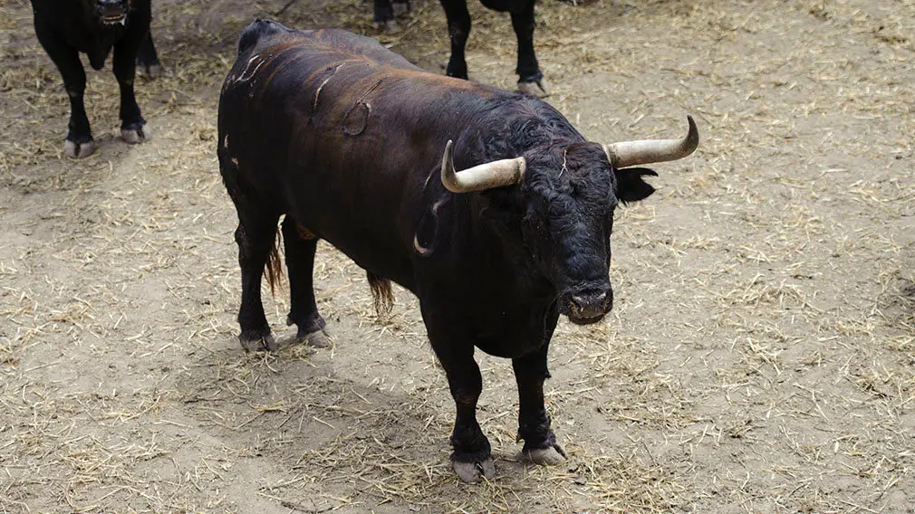 El Toro 'Infractor' (nº 16) de la ganadería de Jandilla y de 515 kilos de peso en los corrales del Gas de Pamplona. MIGUEL OSÉS (1)
