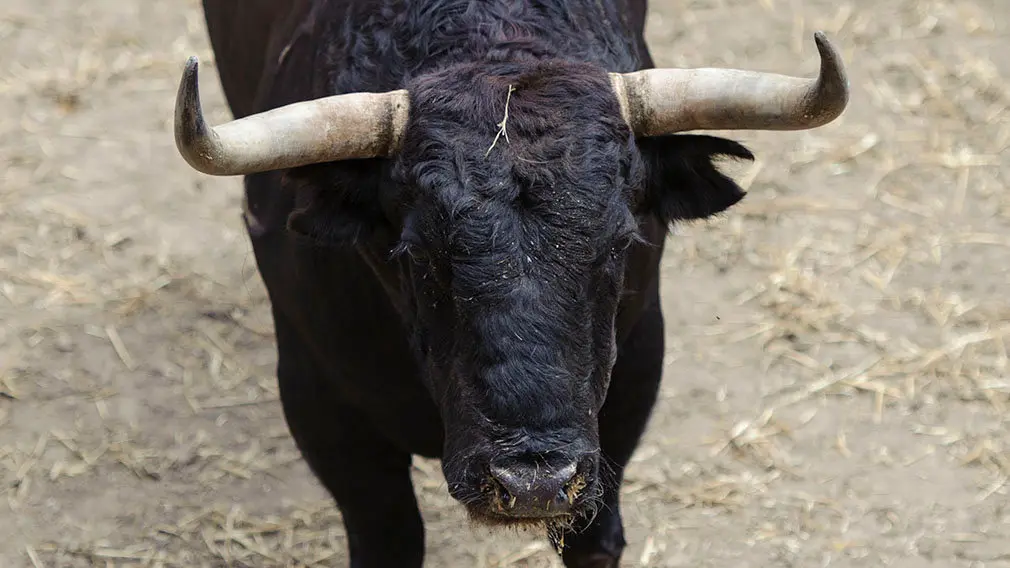 El Toro 'Infractor' (nº 16) de la ganadería de Jandilla y de 515 kilos de peso en los corrales del Gas de Pamplona. MIGUEL OSÉS (2)