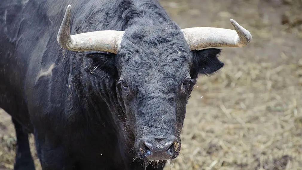 El Toro 'Jugoso' (nº 123) de la ganadería de Jandilla y de 510 kilos de peso en los corrales del Gas de Pamplona. MIGUEL OSÉS (2)