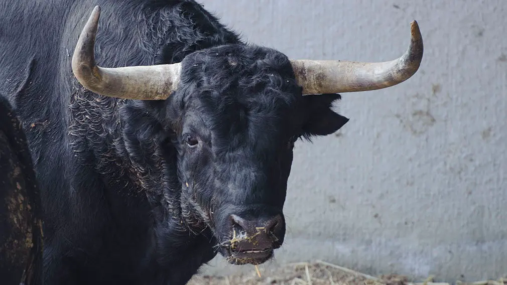 El Toro 'Observador' (nº 86) de la ganadería de Jandilla y de 520 kilos de peso en los corrales del Gas de Pamplona. MIGUEL OSÉS (1)