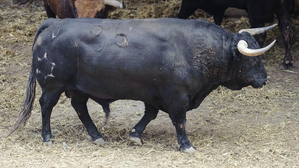 El Toro 'Observador' (nº 86) de la ganadería de Jandilla y de 520 kilos de peso en los corrales del Gas de Pamplona. MIGUEL OSÉS (2)