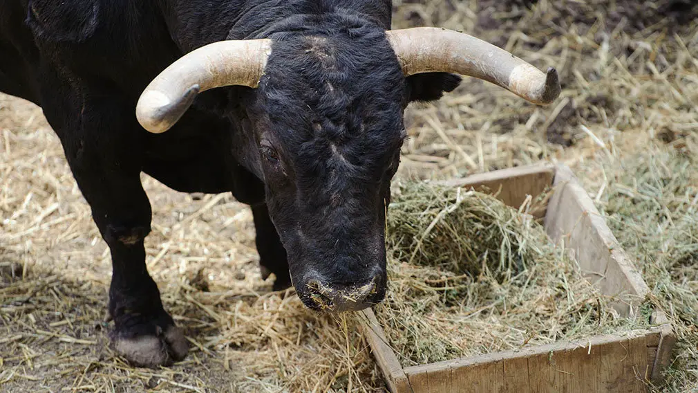 El Toro 'Obsesivo' (nº 54) de la ganadería de Jandilla y de 505 kilos de peso en los corrales del Gas de Pamplona. MIGUEL OSÉS (1)