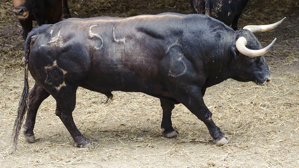 El Toro 'Obsesivo' (nº 54) de la ganadería de Jandilla y de 505 kilos de peso en los corrales del Gas de Pamplona. MIGUEL OSÉS (2)