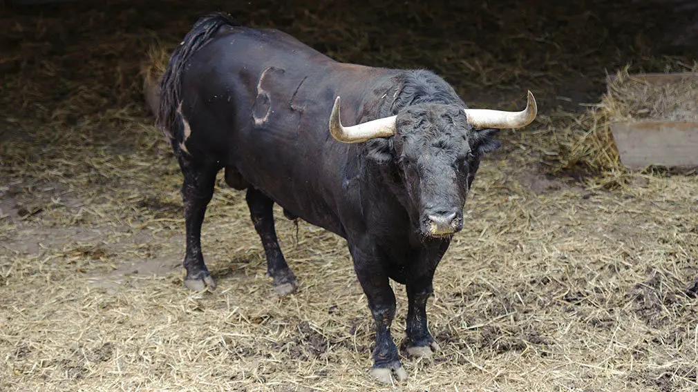 El Toro 'Zapatero' (nº 54) de la ganadería de Jandilla y de 515 kilos de peso en los corrales del Gas de Pamplona. MIGUEL OSÉS (1)
