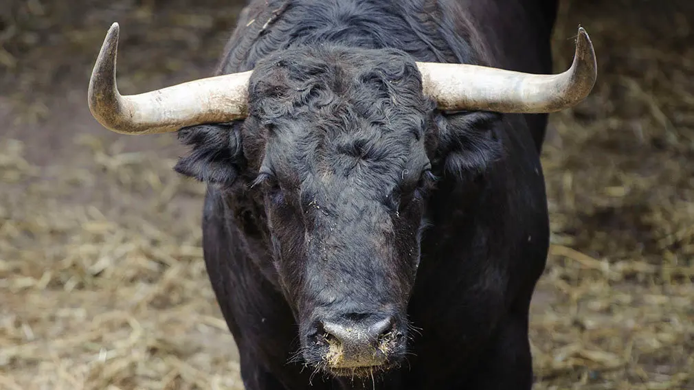 El Toro 'Zapatero' (nº 54) de la ganadería de Jandilla y de 515 kilos de peso en los corrales del Gas de Pamplona. MIGUEL OSÉS (2)
