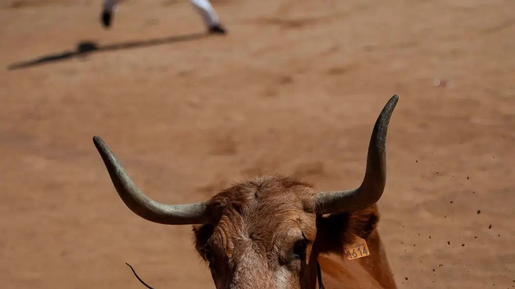Concurso de anillas de los sanfermines de 2018 en la plaza de toros de Pamplona. MIGUEL OSÉS_7