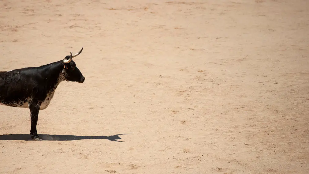 Concurso de anillas de los sanfermines de 2018 en la plaza de toros de Pamplona. MIGUEL OSÉS_18