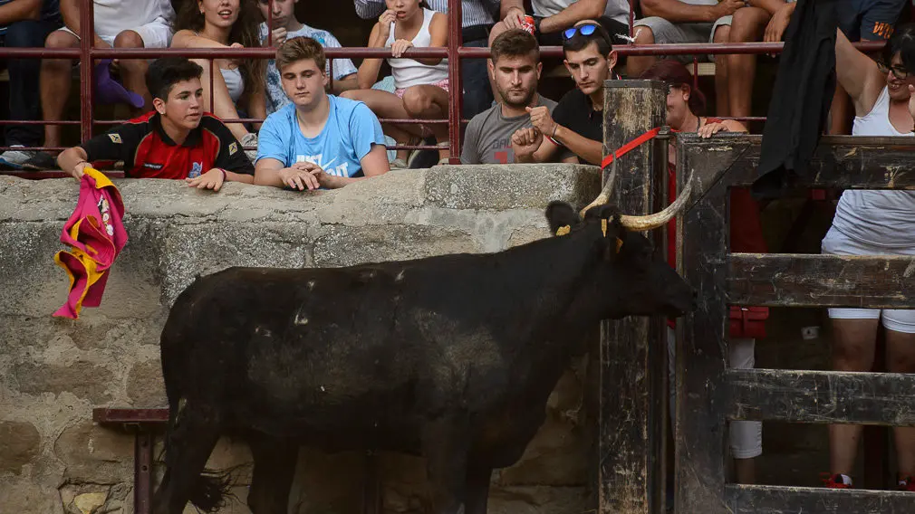 Suelta de vacas durante las fiestas de Carcastillo 2018. PABLO LASAOSA 04