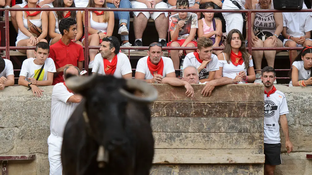 Suelta de vacas durante las fiestas de Carcastillo 2018. PABLO LASAOSA 05